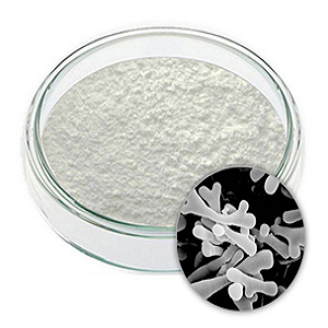 Bifidobacterium longum