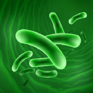 Lactobacillus acidophilus